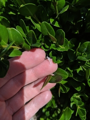 Ephemeroptera