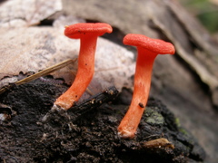 Arrhenia auriscalpium
