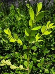 Buxus sempervirens
