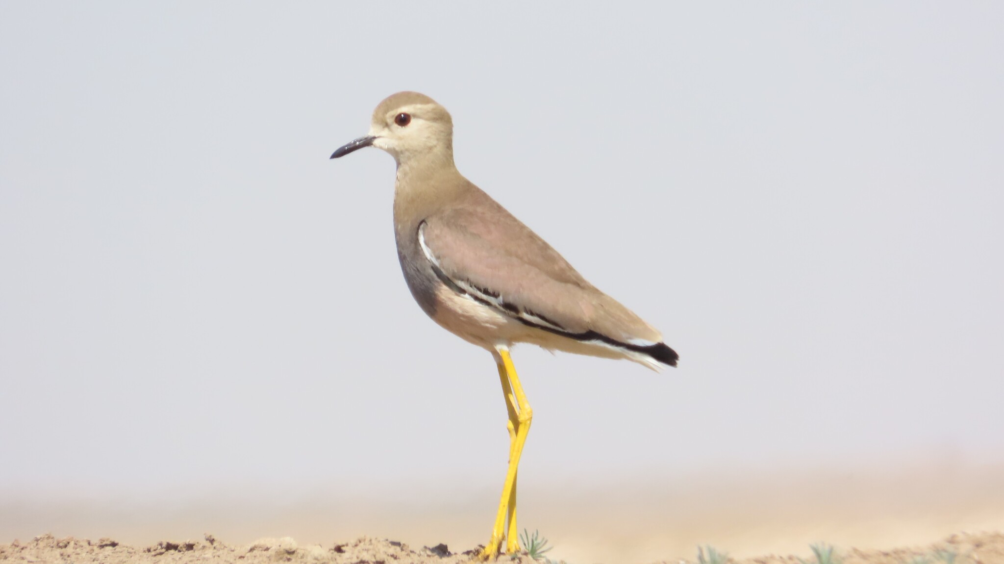 White-tailed Lapwing illustration