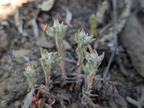 Image of Logfia filaginoides by (c) Ken-ichi Ueda, some rights reserved (CC BY)