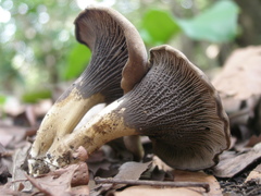Cantharellus congolensis