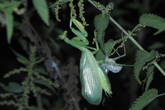 Hierodula transcaucasica
