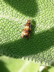 Celypha flavipalpana