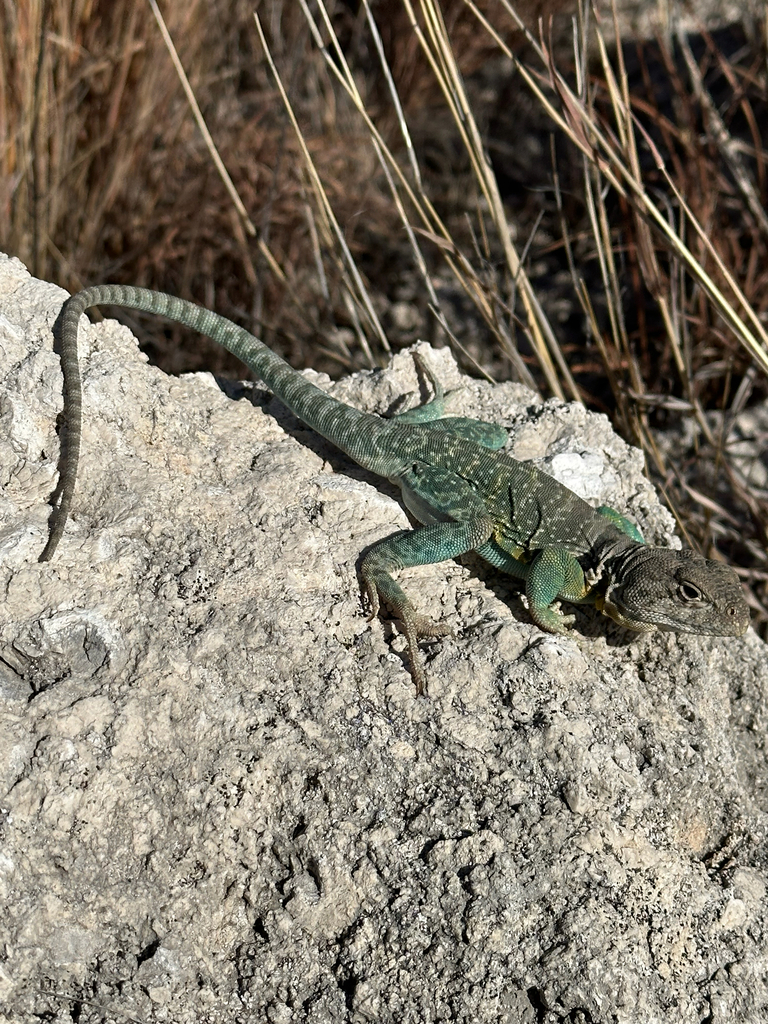 Eastern Collared Lizard from Follett, TX, US on April 1, 2023 at 04:56 ...