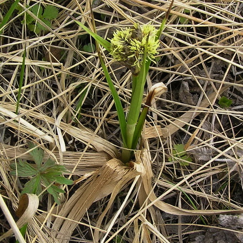 Common Cottongrass