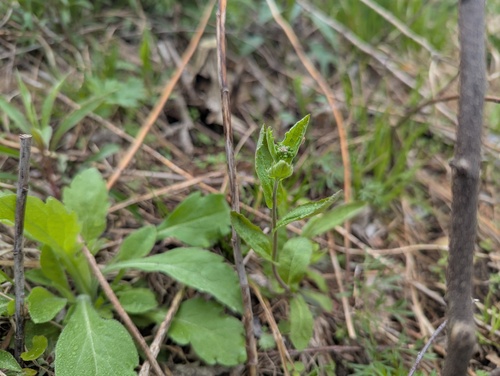 Borodinia dentata