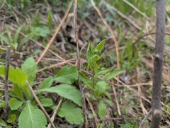 Borodinia dentata