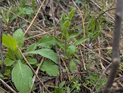 Borodinia dentata, photograph Ryan Sorrells, CC BY, iNaturalist via GBIF