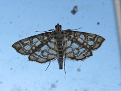 Lygropia rivulalis
