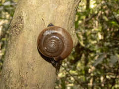 Ariophantidae