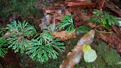 Elaphoglossum peltatum