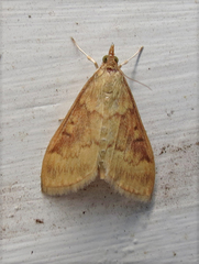 Ostrinia nubilalis