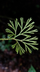 Elaphoglossum peltatum