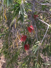Melaleuca viminalis