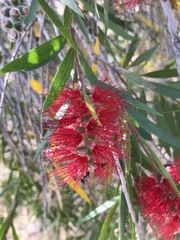 Melaleuca viminalis