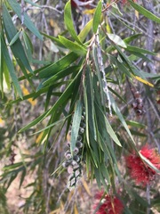 Melaleuca viminalis