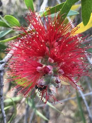 Melaleuca viminalis