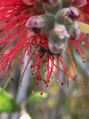 Melaleuca viminalis