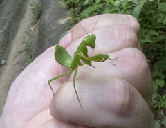 Hierodula pistillinota