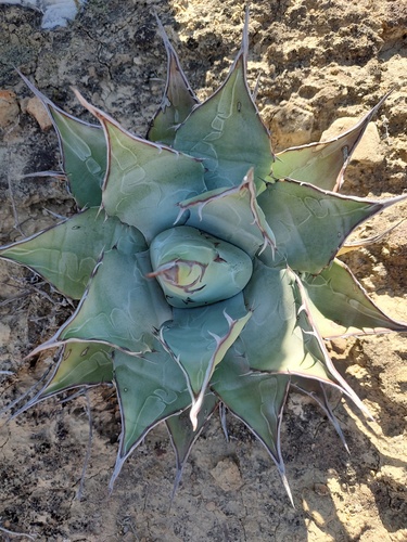 Agave vizcainoensis