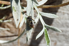 Pseudoanthidium repetitum