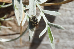 Pseudoanthidium repetitum