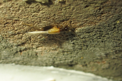 Stenonemobius gracilis