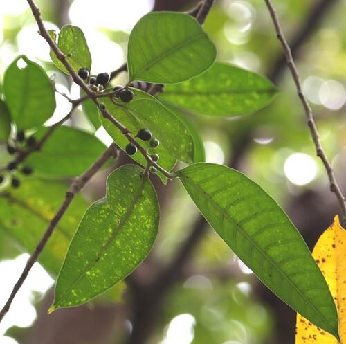 Image of Ficus virgata by (c) 胡正恆(Jackson Hu), some rights reserved (CC BY)