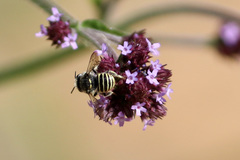 Pseudoanthidium repetitum