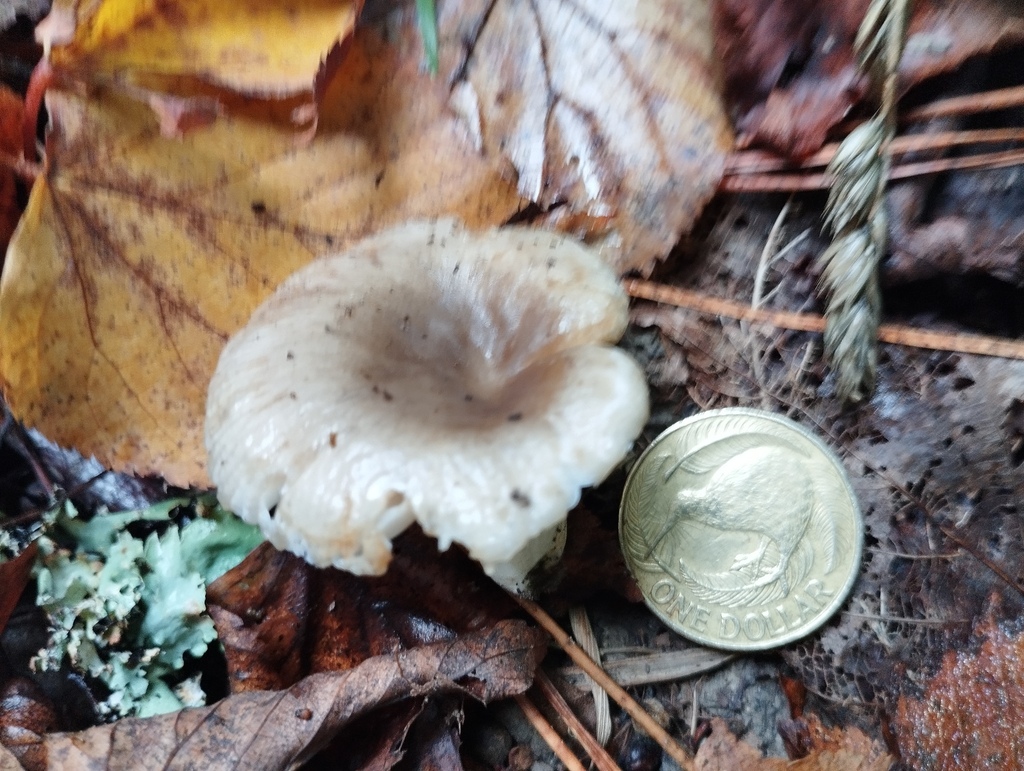 Russula amoenolens · April 2025 · photo: © geoffr (iNaturalist, cc0)