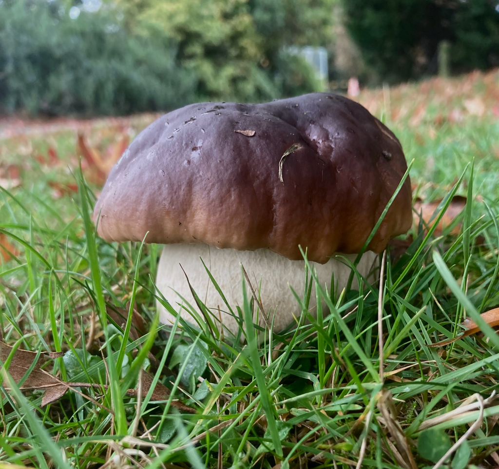 Boletus edulis · April 2025 · photo: © sam-rajnikant (iNaturalist, cc-by)