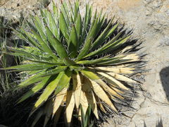 Agave schidigera