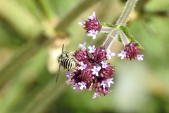 Pseudoanthidium repetitum