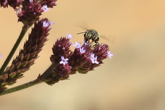 Pseudoanthidium repetitum