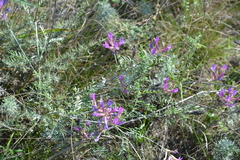 Astragalus varius