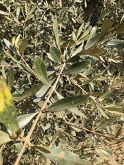 Olea europaea cuspidata