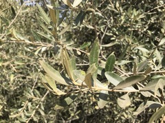 Olea europaea cuspidata
