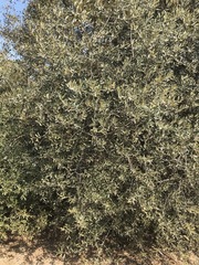 Olea europaea cuspidata