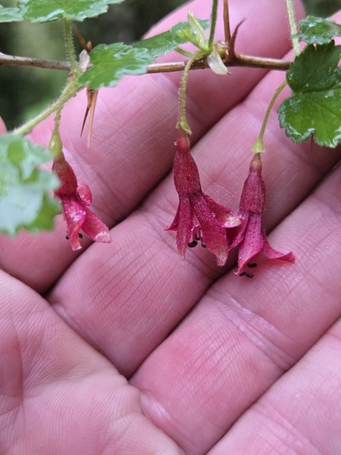 Image of Gummy gooseberry by no rights reserved