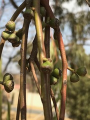 Eucalyptus sideroxylon