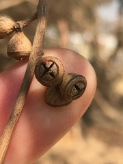 Eucalyptus sideroxylon