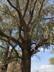 Eucalyptus sideroxylon