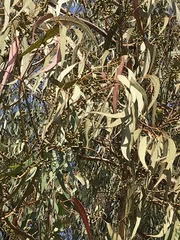 Eucalyptus sideroxylon