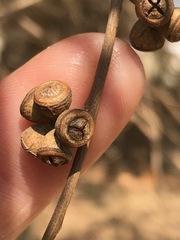 Eucalyptus sideroxylon