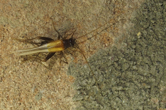 Stenonemobius gracilis