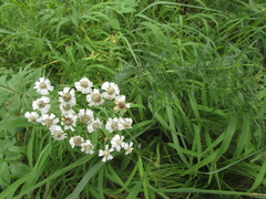 Achillea ledebourii