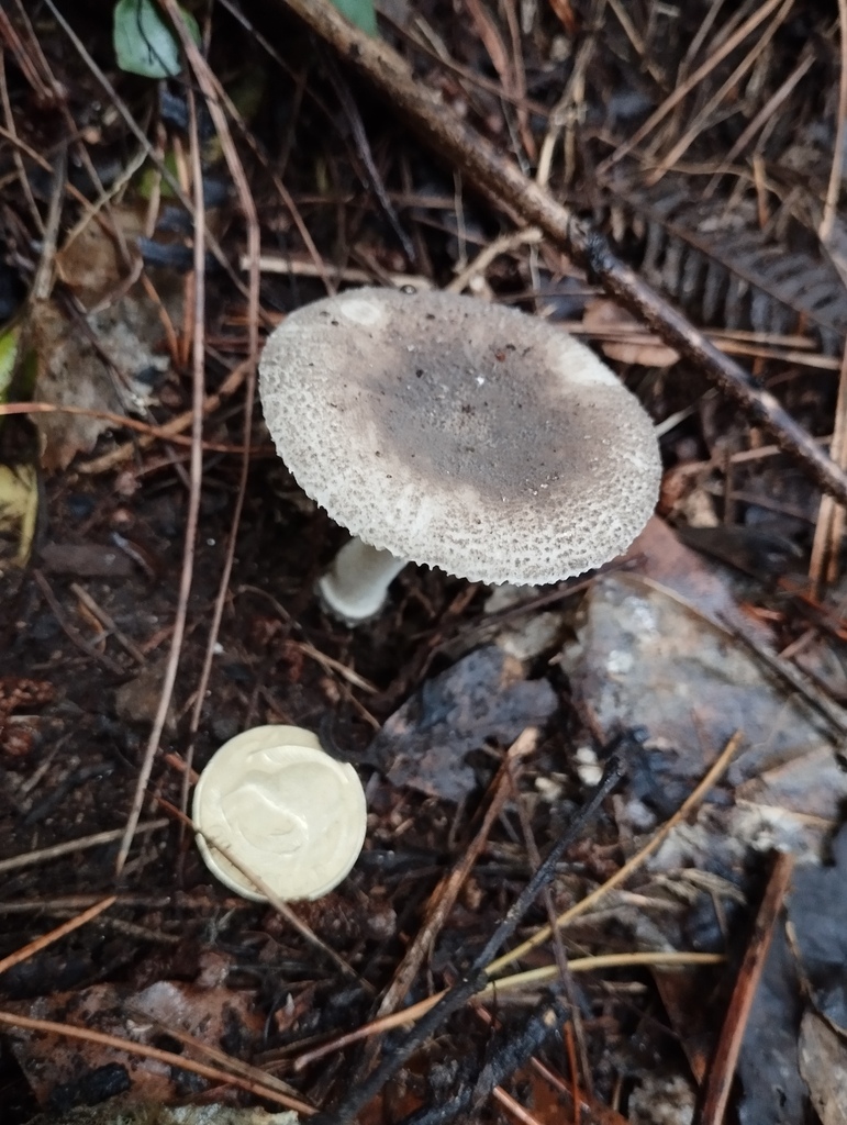 Amanita nehuta · April 2025 · photo: © geoffr (iNaturalist, cc0)