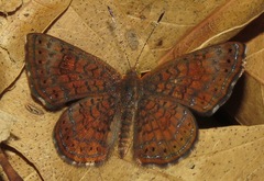 Calephelis rawsoni