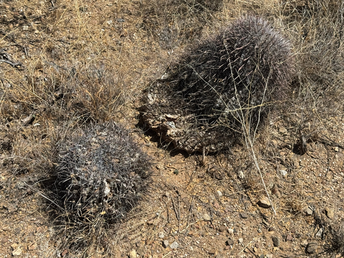 Ferocactus wislizeni